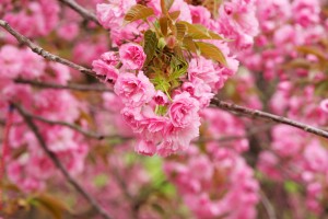 分享干货“安徽微乐麻将开挂免费下载安装”全程揭秘开挂教程