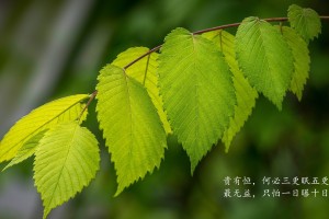 必看科普“哈灵麻将开挂神器下载安装”附开挂脚本详细教程-知乎