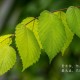 玩家攻略宝典“微乐亲友房怎么开挂”(原来确实是有挂)