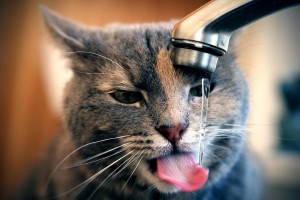 3分钟教程“手机麻将机必赢神器”爆光开挂猫腻