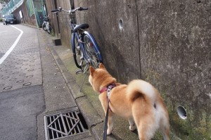 今日分测“牵手跑得快开挂方法”分享装挂步骤